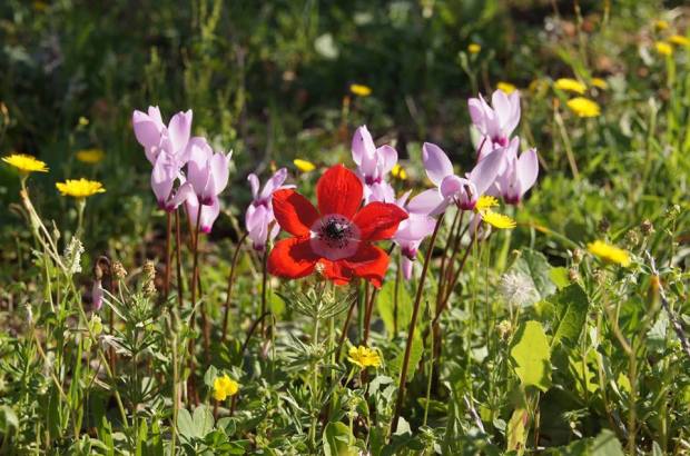 12743902_1082334021788145_6192837820186754270_n