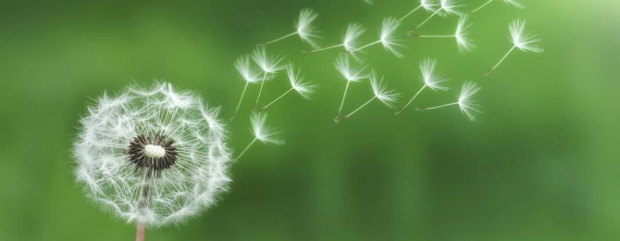 cropped-dandelion-bess1